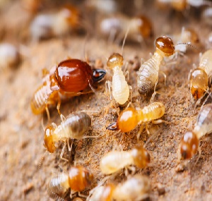 金沙白蚁预防工作喷洒的药水会不会对人体有毒？