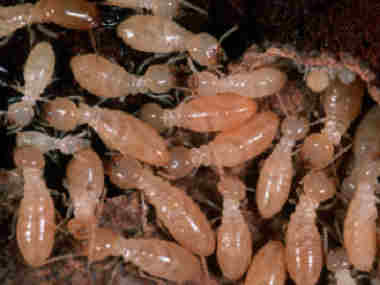 官窑白蚁防治公司白蚁的生活习性是什么样的