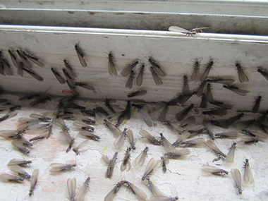 南海白蚁防治公司怎么预防白蚁飞到家里面