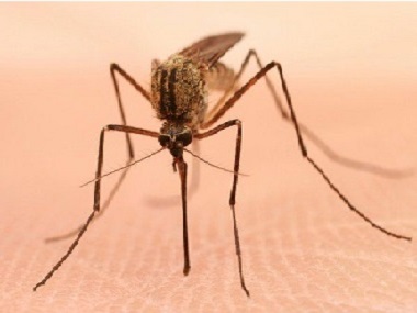 大沥虫害防治中心常用的灭蚊子的方法有哪些
