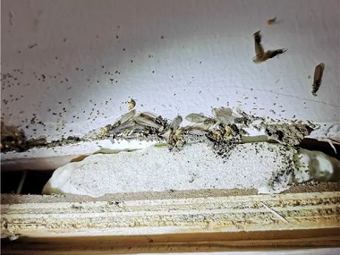 松岗白蚁防治公司给大家说说哪些白蚁会入室啃食家具