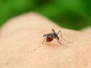 佛山四害消杀中心灭蚊子的方法有哪些，分享4个办法