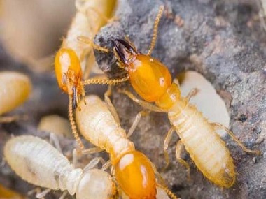 罗村白蚁防治机构如何防白蚁，教你几招预防白蚁