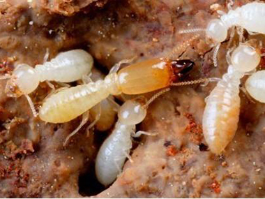 旧房屋发现白蚁危害，丹灶白蚁公司应如何杀灭白蚁？