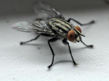 黄岐害虫消杀公司杀死蚊子和苍蝇的方法