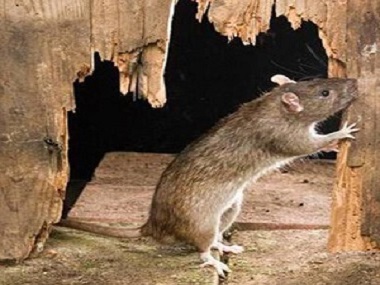 大沥除四害机构有什么方法可以有效综防治老鼠