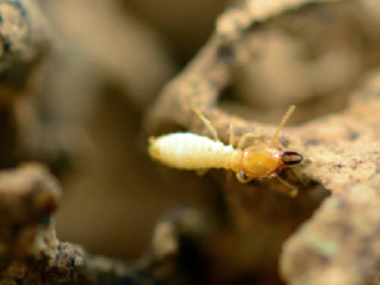 佛山白蚁预防中心防治白蚁主要有以下两个方面