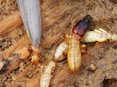 丹灶杀灭白蚁公司如何做到有效预防白蚁危害